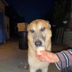 Lost Dog Duke