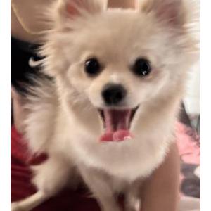 Found Dog Unknown