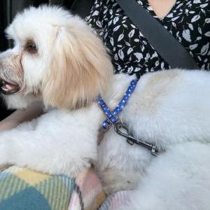 Lost Dog Winnie the Pooh