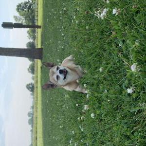 Image of Bear, Lost Dog