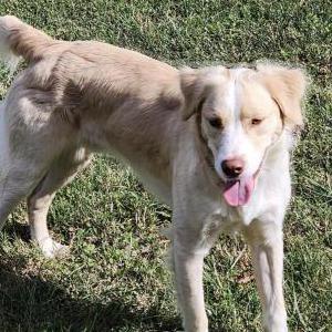 Image of Keymock, Lost Dog