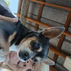 Image of May, Lost Dog