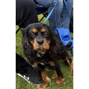 Image of Salvado, Lost Dog