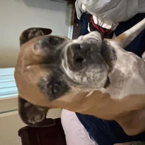 Image of Buster, Lost Dog