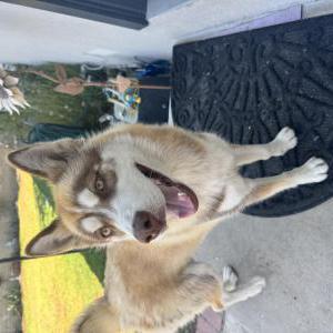 Lost Dog Unknown
