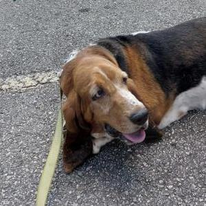 Image of Ladea, Lost Dog