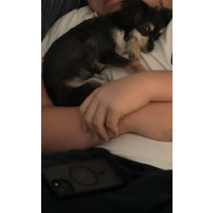 Image of Gio, Lost Dog