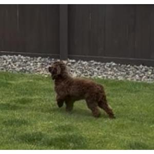 Image of Penelope, Lost Dog