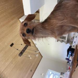 Image of Rappie, Lost Dog