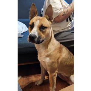 Image of Kush, Lost Dog