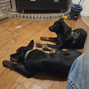 Image of Sammy & Mack, Lost Dog