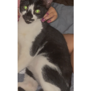 Image of Begonia, Lost Cat