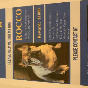 Image of Rocco, Lost Dog