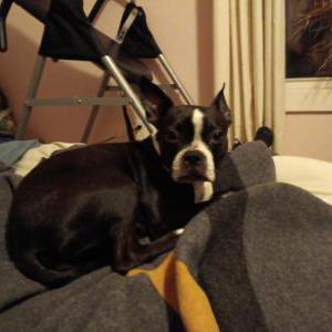 Image of Bonnie, Lost Dog
