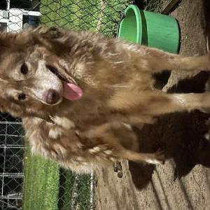 Image of Unknown, Found Dog