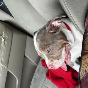 Image of Kairo, Lost Dog