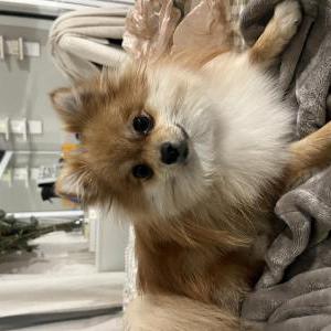 Image of Necio, Lost Dog