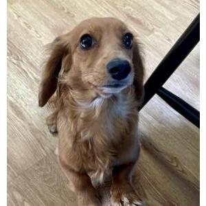 Image of Maple, Lost Dog