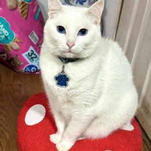 Image of Coco, Lost Cat