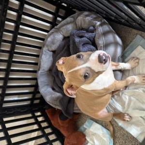 Found Dog Unknown