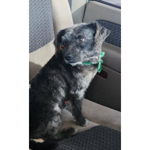 Image of Django, Lost Dog