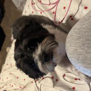Lost Dog Mimi