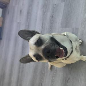 Lost Dog Hachi