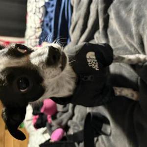 Image of Chewie, Lost Dog