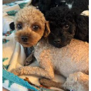 Image of Polly, Lost Dog