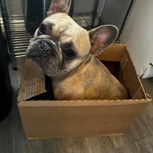 Lost Dog Luna