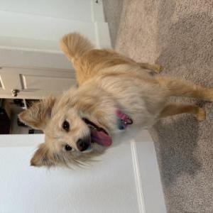 Image of Mei, Lost Dog