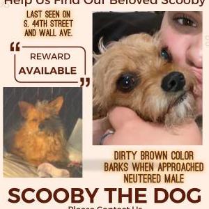 Image of Scooby, Lost Dog