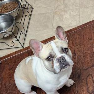 Image of Gauge, Lost Dog