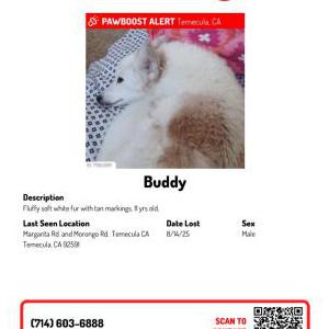 Image of Buddy, Lost Dog