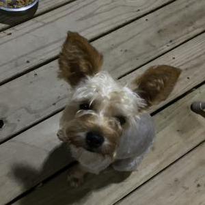 Lost Dog Teddy