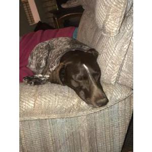 Image of Tundra, Lost Dog