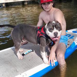 Image of Lewis, Lost Dog