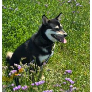 Image of Kyoto, Lost Dog