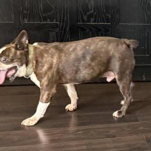 Found Dog Unknown