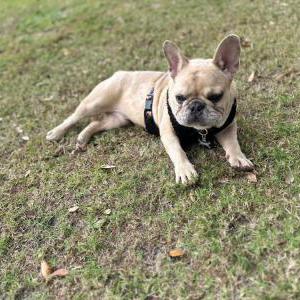 Image of Cuto, Lost Dog