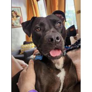 Image of Tasha, Lost Dog