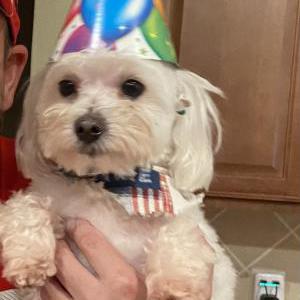 Image of Spencer, Lost Dog