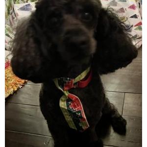 Image of Mickey, Lost Dog