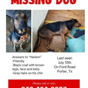 Lost Dog Harlem