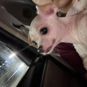 Image of lilli, Lost Dog