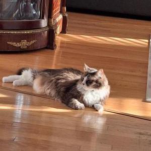 Image of Cooper, Lost Cat