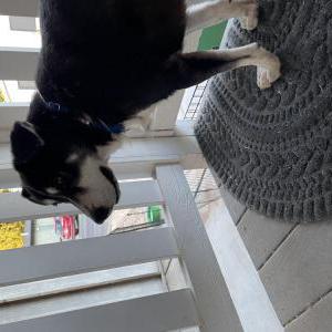 2nd Image of Otter, Lost Dog