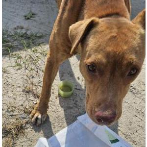 Image of Unknown, Found Dog