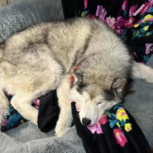 Image of Denali, Lost Dog