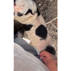 Image of Monster, Lost Dog